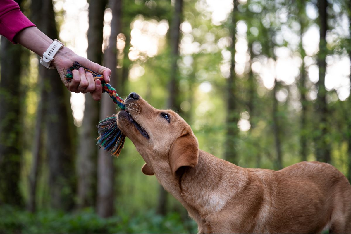 unleash-the-fun-10-reasons-why-outdoor-adventures-with-your-pet-are-a-must