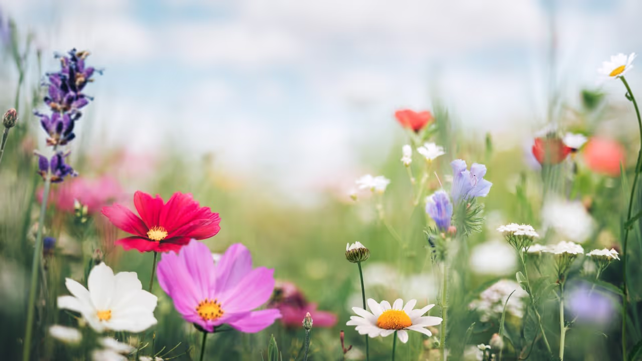 5-ways-to-enjoy-nature-during-the-spring-season