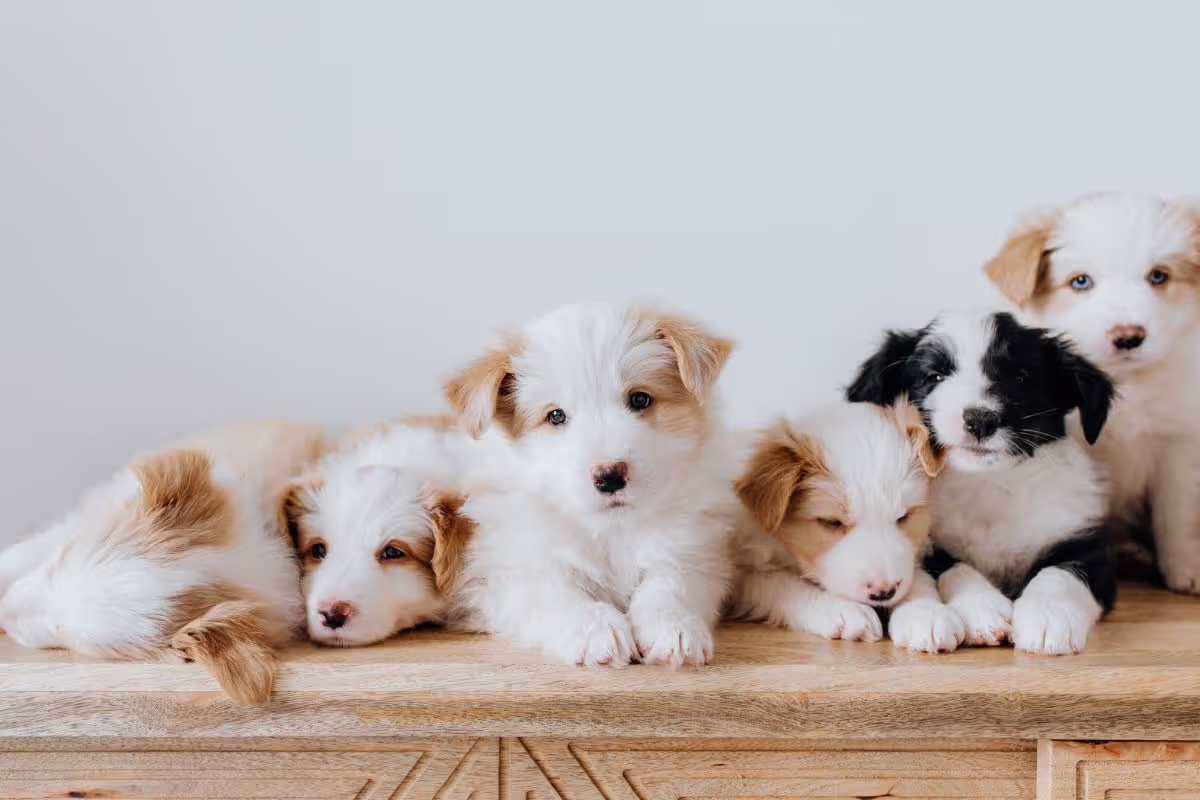 puppy-love-the-best-breeds-for-new-pet-owners