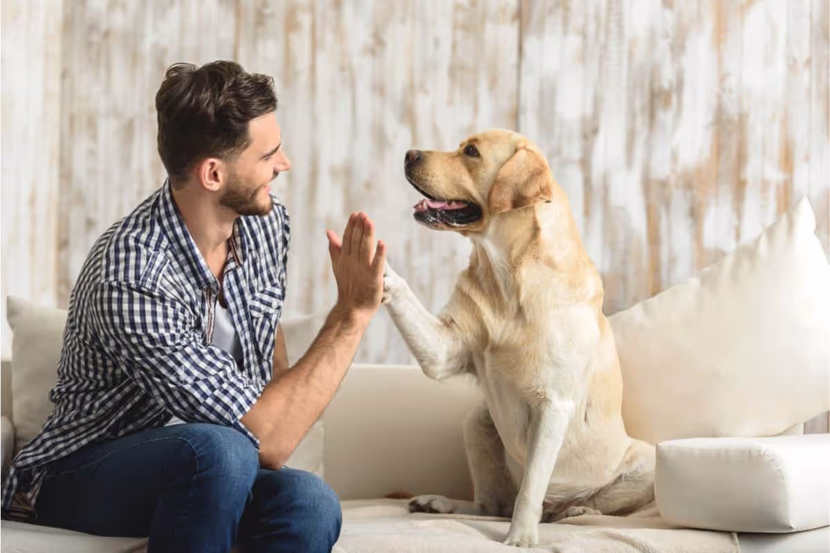 the-ultimate-guide-to-spoiling-your-dog