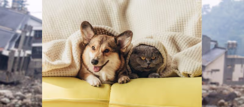 ensuring-your-pets-safety-during-natural-disasters-10-things-to-keep-in-mind
