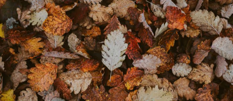 5-ways-to-enjoy-the-late-autumn-colors-with-your-loved-ones