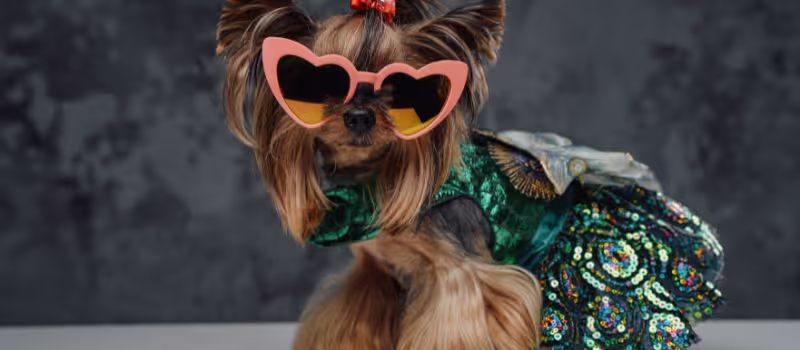 pawsitively-stylish-5-adorable-ways-to-dress-up-your-pet
