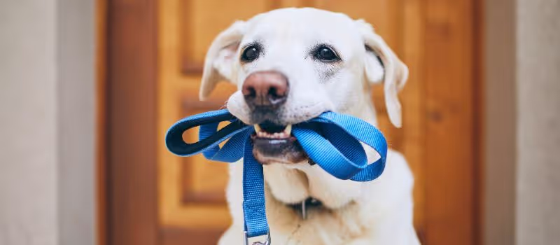 5-benefits-of-walking-your-dog-everyday