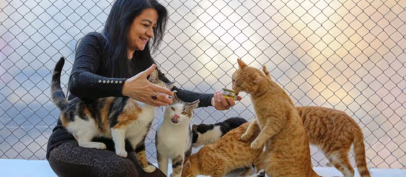 unleash-your-inner-hero-5-essential-tips-for-successfully-rescuing-cats