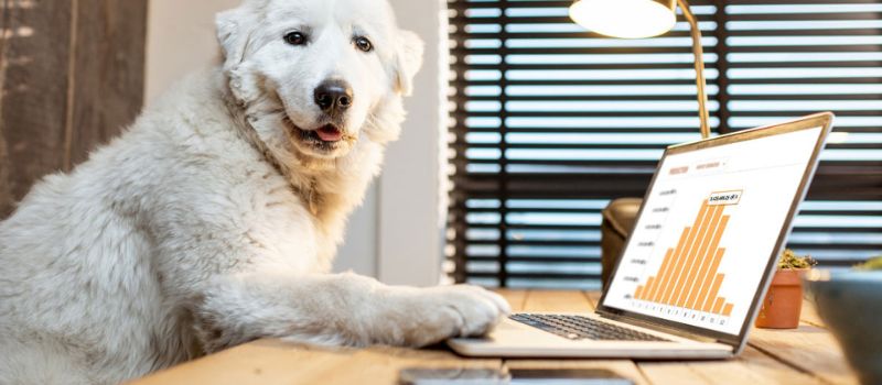 bringing-your-dog-to-the-office-5-essential-things-to-consider-for-a-stress-free-day